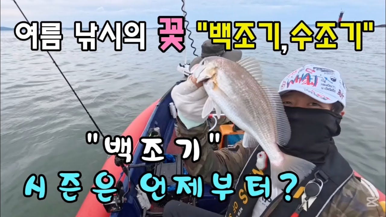 서해안 백조기 낚시! 백조기 시즌은 언제부터 시작일까?지금은 마릿수보다는 사이즈가 우선!#백조기낚시 #백조기채비 - YouTube
