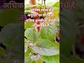What To Do If There Are More Than One Tulsi Plants In The House Viral Trending Shortvideos 