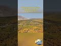 Golden autumn arrives in Xinjiang’s ancient poplar forests