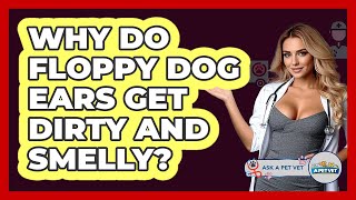 Why Do Floppy Dog Ears Get Dirty And Smelly? - Ask A Pet Vet