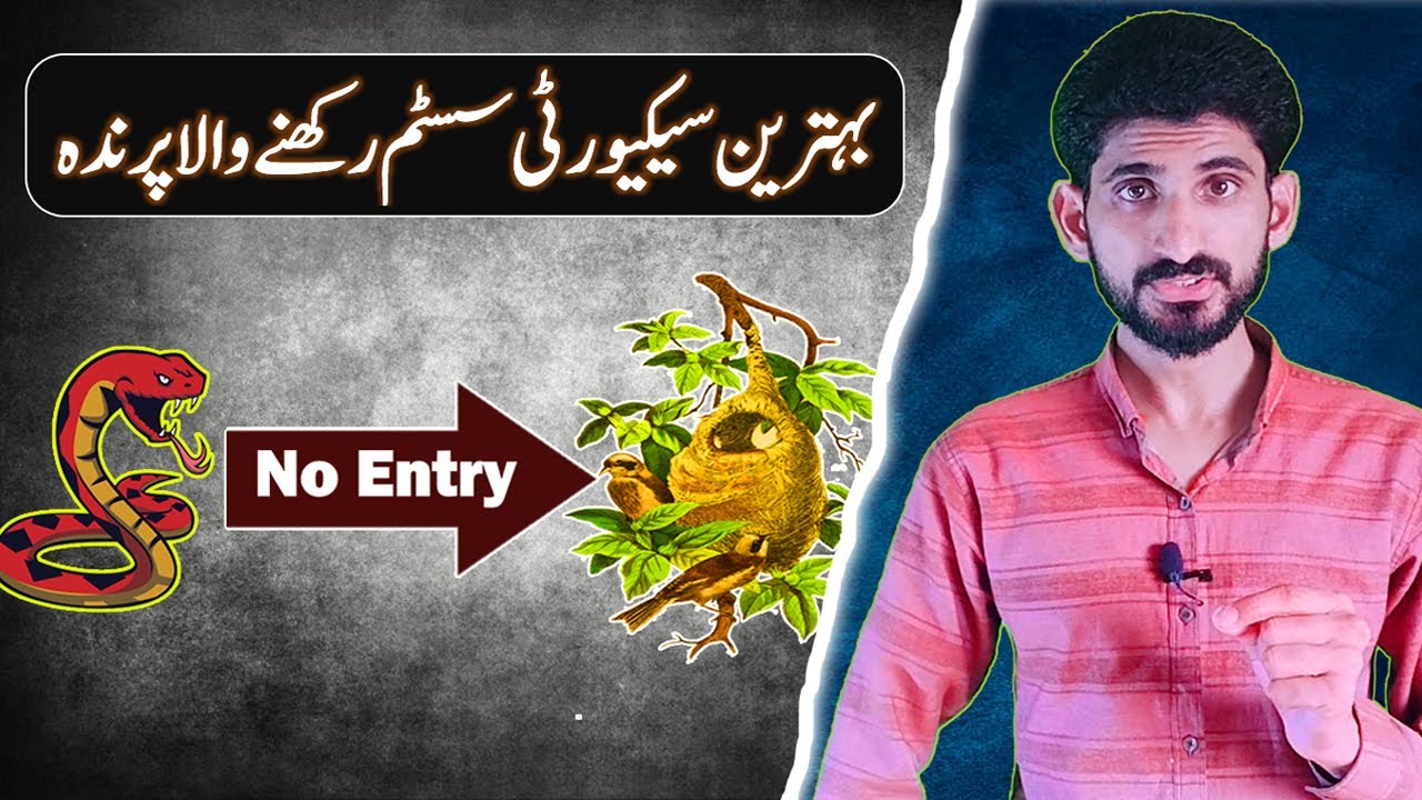 Nature's Security Engineers | The CAP  PENDULINE Tit | Bird's Most Protective Nest Design