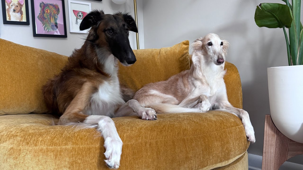 bad vlog: an assortment of digging 