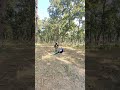 The real peacock 🦚 with #wildlife #vtr #vtrjungle #real peacock 🦚#peacock #viral