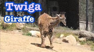 Giraffe ? cute Twiga ️ キリン　可愛いツイガ