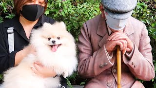 【敬老の日】一緒にショッピングへ行ってきました【ポメラニアン犬モチ】