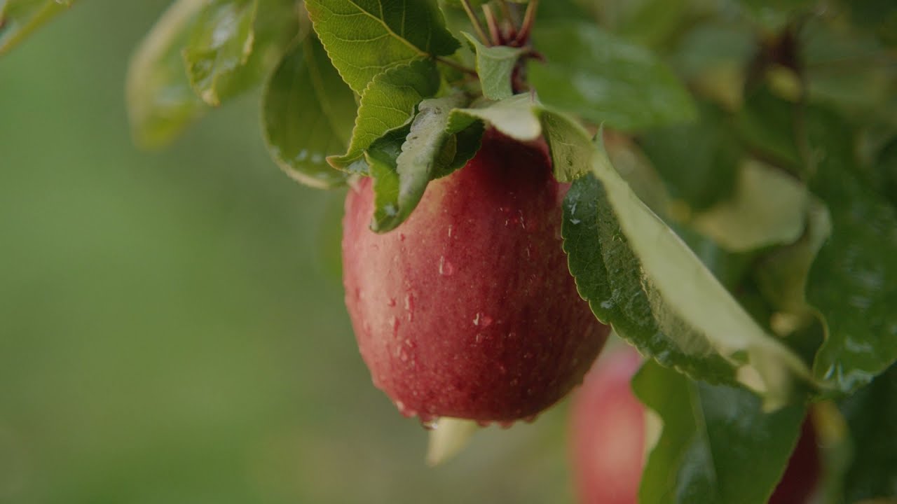 Howard Hansen | Huon Valley, Tasmania