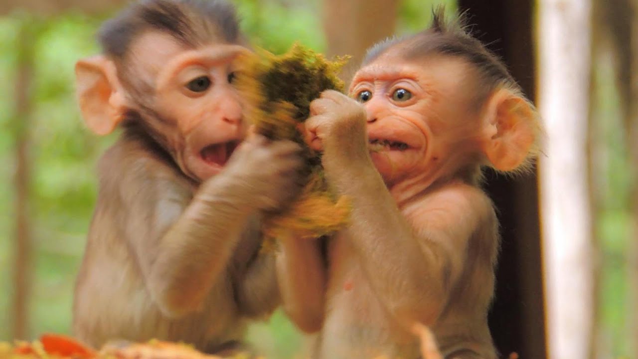 Adorable monkeys enjoy playing and grabbing toys together ...