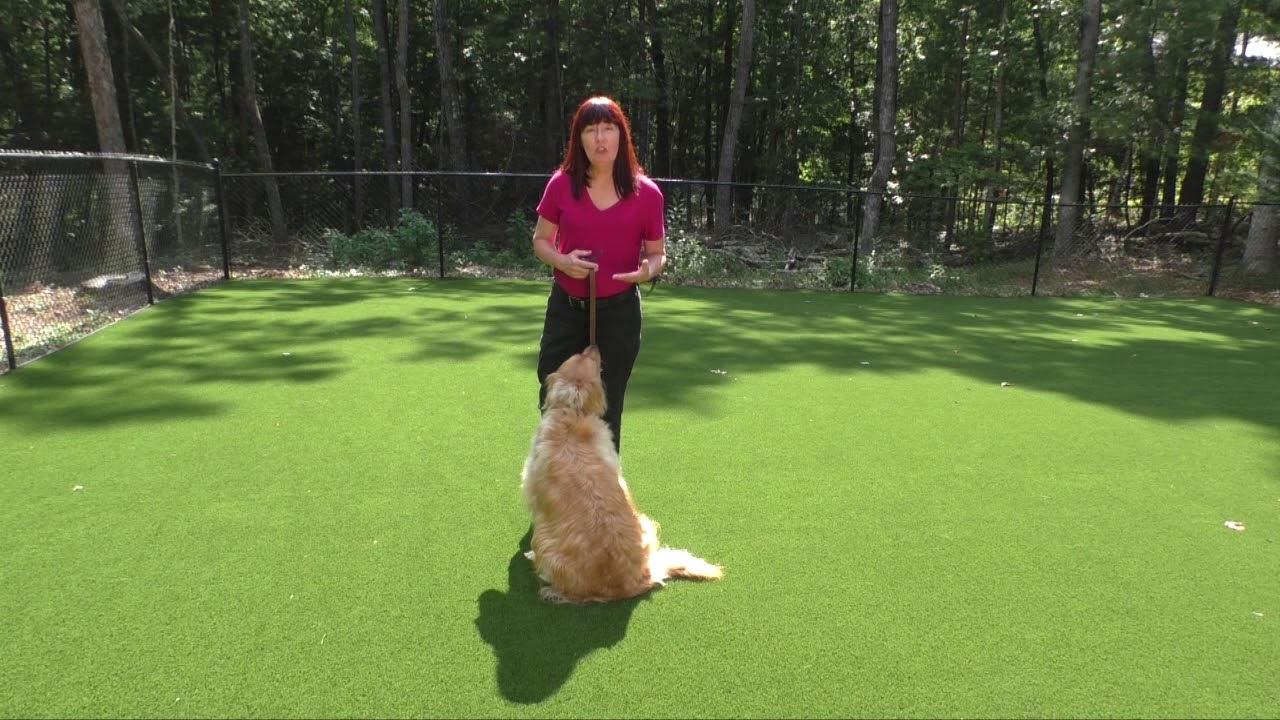 Dog Training, Bailey, Golden Retriever, Board and Train, Day 1