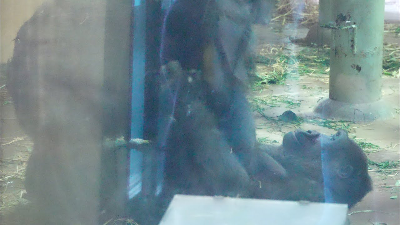 Сила матери: душераздирающий выбор Генки ради ее малыша-гориллы Gorillas family / ape