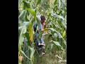 My Rural Life