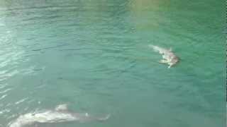 Dolphins Swimming And Playing in Puerto Aventuras, Mexico