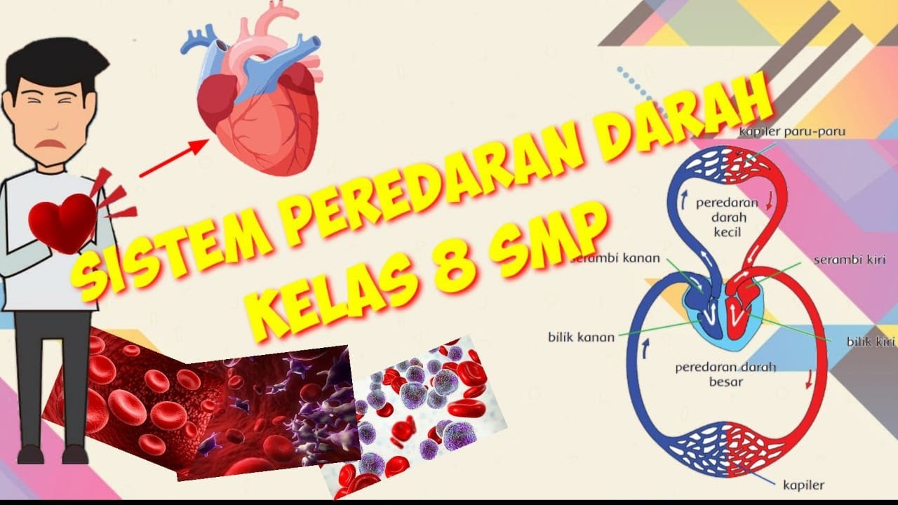 Materi Sistem Peredaran Darah Manusia Kelas 8 SMP  YouTube