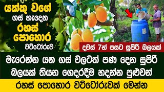 පොහොර නැතුව විනාස වුනු කුඹුරු කුඹුරු ක්ෂණිකව ගොඩගන්න පුළුවන් | Lioni Farm  Mr Ranjan