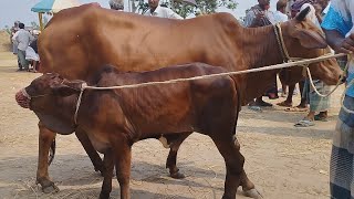 গরুর হাট শাহী ওয়াল গাভী বাছুরের দাম জানতে নওগাঁ জেলার হাটে। ১৫/৫/২৪