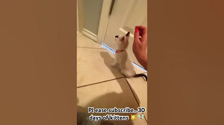 Watch the video about Meet Mallory, the Snowshoe Siamese kitten exploring her new home🐱 #cats #shorts #siamese