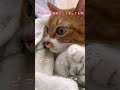 怒った顔まで可愛い！診察後は不機嫌MAXにゃん！！【猫のこにゃん】#shorts