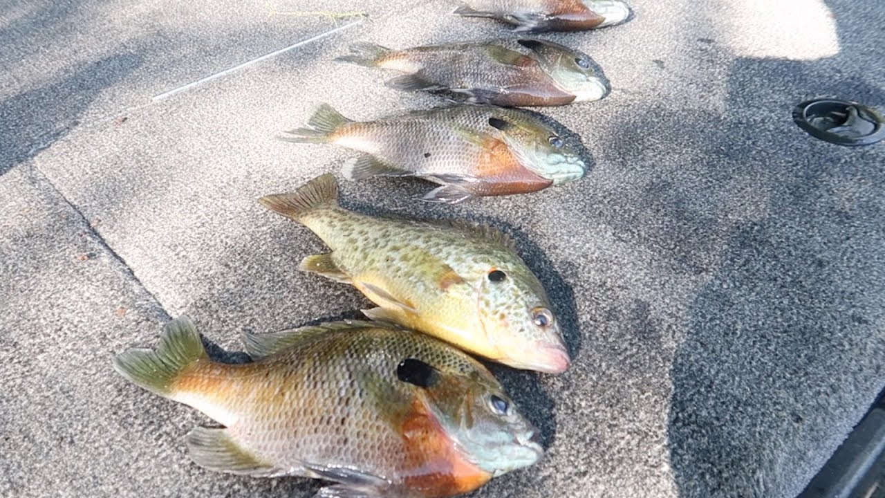 Pesca Y Cocina De Mojarras Gigantes