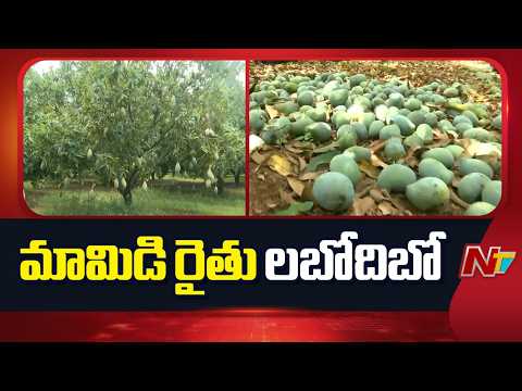 మామిడి రైతును నిండా ముంచిన అకాల వర్షాలు | Chittoor | NTV Telugu - NTVTELUGU