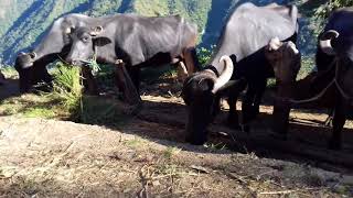 Milking buffalo farm