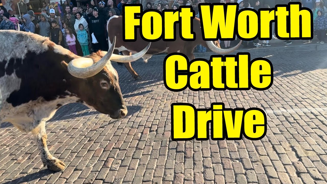Fort Worth Cattle Drive Adventure with Jax the Border Collie | Vlog