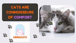 Cats are connoisseurs of comfort by ArmaCats 174 views 1 month ago 7 minutes, 42 seconds