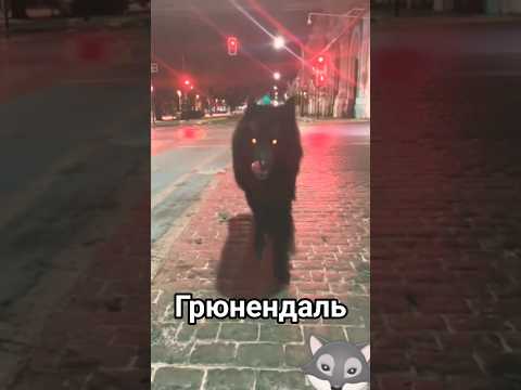 Грюнендаль собака с необычной внешности