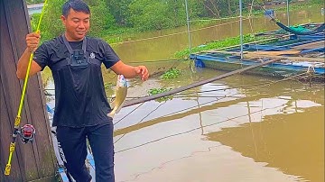 Tập 183: [ clip ngắn] câu cá sông ở bè chú 12 gần cầu rạch miễu 2