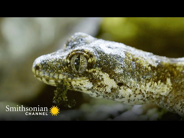 This Forest Gecko is a Near-Invisible Assassin 🦎  | Smithsonian Channel class=