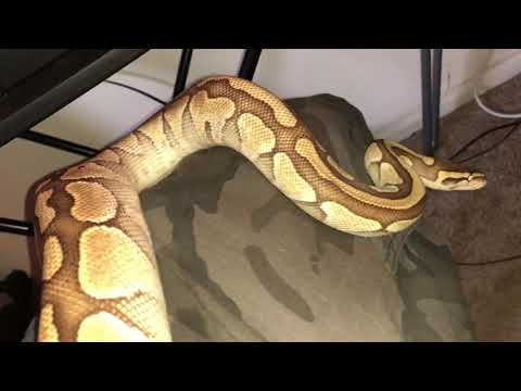 camera iphone 8 plus apk Lesser Het Clown Ball Python.