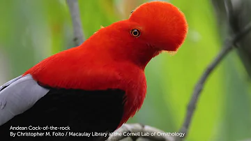 Andean Cock-of-the-rock