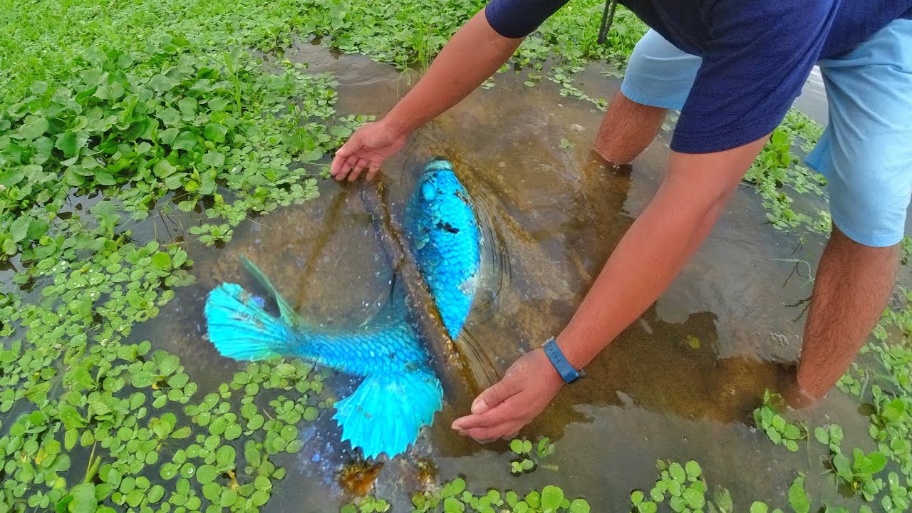 Amazing Hand Fishing Video |, Tail Half Sun Spadetail Betta Fish Finding A Lot Of Betta In Village