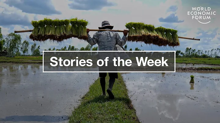 How to Solve Global Rice Shortage & This Fabric Stops Mosquito Bites | WEF | Top Stories of the Week - DayDayNews