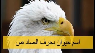 اسم حيوان يبدأ بحرف الصاد ( حيوانات بحرف ص)