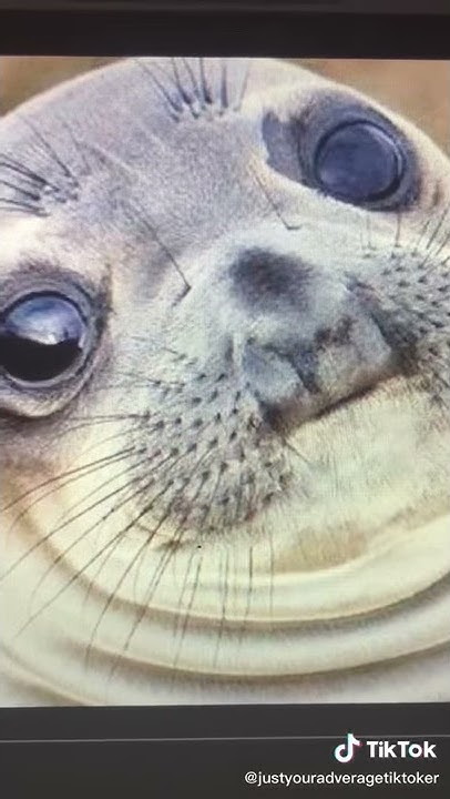 How Do U Say Seal In French How do you say seal in French - YouTube