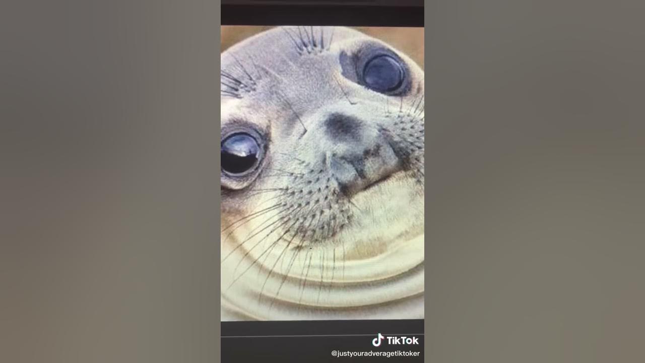 How Do You Say Seal In French Meme How do you say seal in French - YouTube