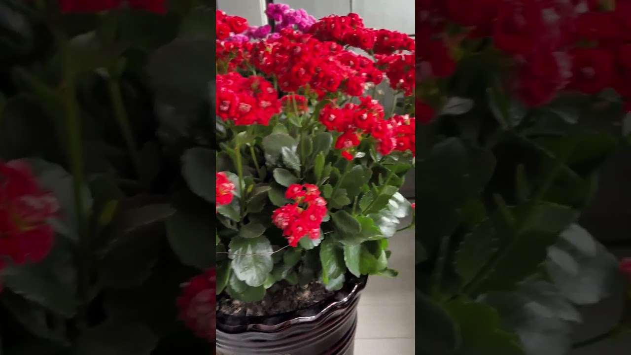 Beautiful all colours kalanchoe blooms  