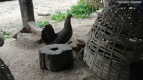 qaib dib qua zoo nyob 52 ( ไก่ต่อเข้าดีเหัก52 ) มิ.ย 2022