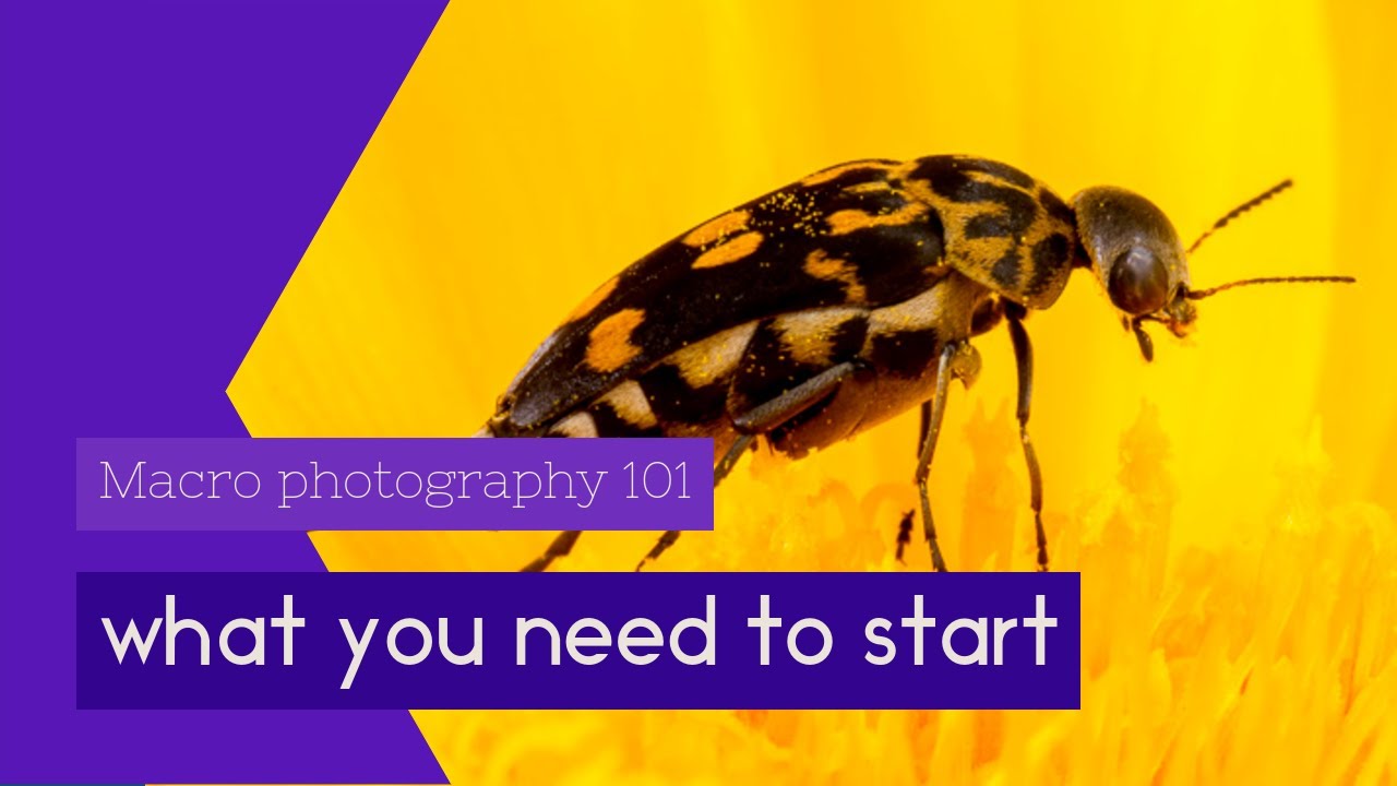 Macro photography 101 - what equipment should you start with to ...
