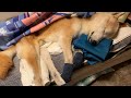 老犬介護：オシッコかぶれはナプキンで解決