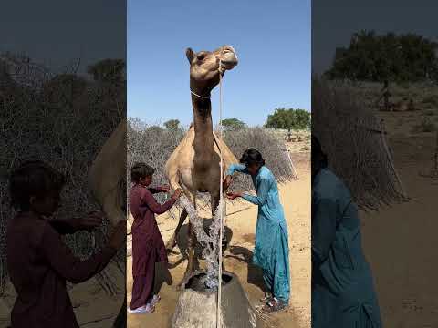شقيقان يسرقان الماء عن طريق كسر جلد الجمل واستخراجه