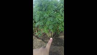 Outdoor grow 2018 grape ape and random seeds