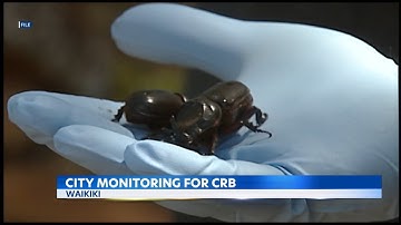 Concerns arise as the invasive Coconut Rhinoceros Beetle spreads across the island chain