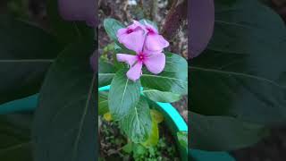 Indian Most Popular Flawars