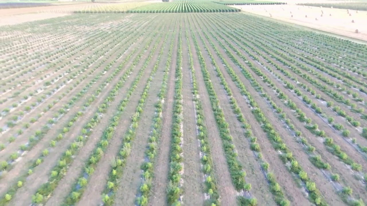 CBD hemp field 2019 from Cbd-Alchemy