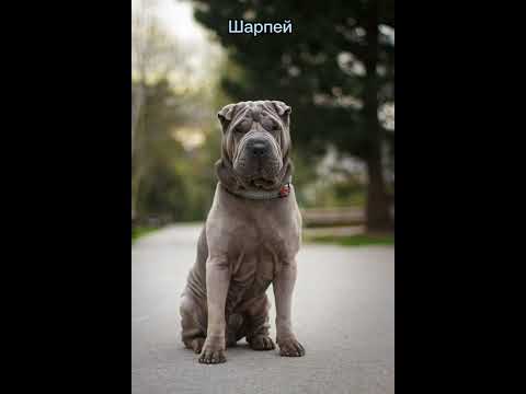 Помесь лабрадора и шарпея