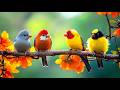 Evening Focus Flow Calm Piano Birdsong To Reset After Stress 