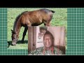 HORSE WITHOUT TAIL....#lesson #culture #education #proverbs #entertainment #funny