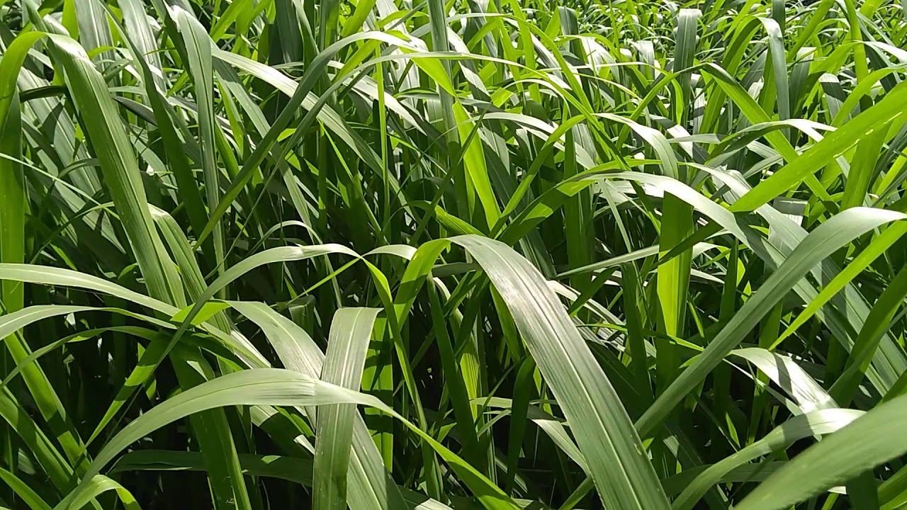 Como Produzir Sementes De Capim.