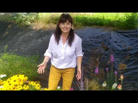 Wideo: Wytrzymałe, kwitnące latem, wieloletnie kwiaty do Twojego ogrodu