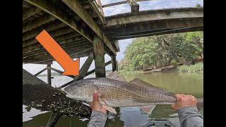 Catching BIG Fish from the Docks!